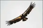  ?? MARCIO JOSE SANCHEZ/AP/ FILE 2017 ?? A California condor takes flight in the Ventana Wilderness east of Big Sur, Calif.