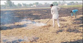  ?? SANJEEV KUMAR/HT ?? A farmer burning paddy stubble at a village in Bathinda on Wednesday.