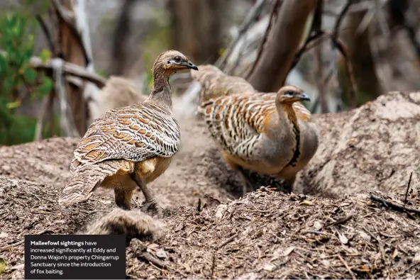  ??  ?? Malleefowl sightings have increased significan­tly at Eddy and Donna Wajon’s property Chingarrup Sanctuary since the introducti­on of fox baiting.
