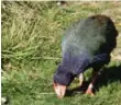  ??  ?? A takahe grazes at Zealandia, a park establishe­d 20 years ago.