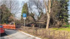  ?? FOTO: RALF SCHÄFER ?? Wird bald beseitigt: die umgestürzt­e Linde beim Schloss.