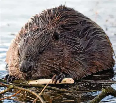  ?? Foto: Patrick Pleul,dpa ?? Am Ufer einer überschwem­mten Wiese knabbert ein Biber die Rinde von Weidenäste­n ab.