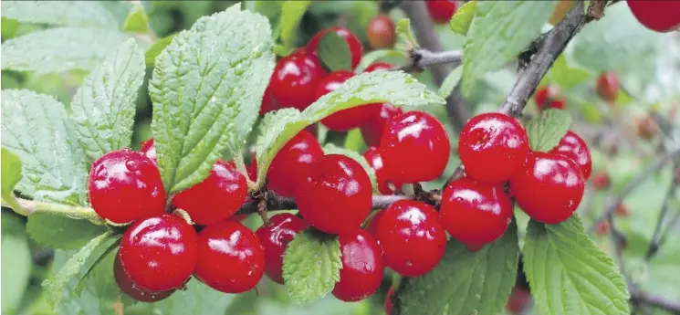  ??  ?? According to Gerald Filipski, a Nanking cherry bush can take several years to bear fruit. Growers should know to avoid using too much fertilizer with a Nanking cherry bush.