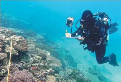  ?? ARC CENTRE OF EXCELLENCE FOR CORAL REEF STUDIES VIA AFP ?? Researcher Grace Frank carries out a bleaching survey along a transect line on the Great Barrier Reef off Northern Queensland.