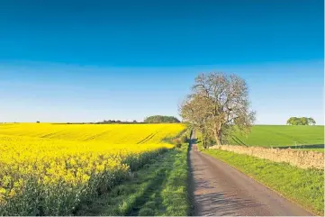  ??  ?? VIBRANT: Canola grown as healthy cooking oil or conversion to biodiesel.