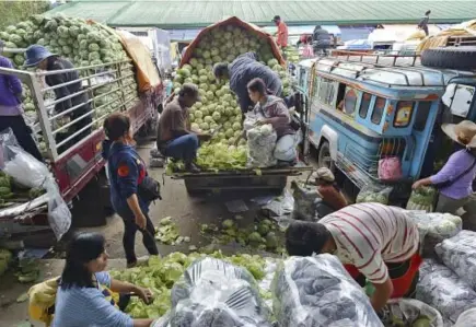  ??  ?? WEEKEND RUSH. Farmers rush to clean cabbage at the trading post after in anticipati­on of higher prices for the weekend.