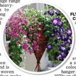  ?? ?? FLYING COLOURS:
A basket with petunias, diascia and scaevola