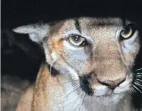  ??  ?? A state lawmaker has introduced a bill to legalize mountain lion hunting in Oklahoma. [NATIONAL PARK SERVICE VIA AP, FILE]