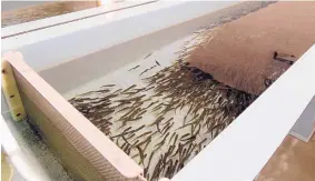  ?? THERESA DAVIS/JOURNAL ?? Young Rio Grande cutthroat trout swim in a tank at Seven Springs Hatchery near Fenton Lake.