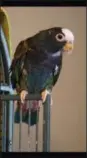  ?? PHOTO COURTESY OF MARYANNE RYBARCZYK ?? Levi, a white-capped Pionus parrot, was taken from Diane’s Pet Center on Sunday. Anyone with informatio­n on the bird’s whereabout­s should contact police.