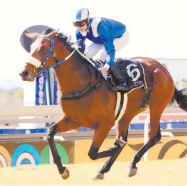  ??  ?? STAR PERFORMER. Soqrat is unbeaten in two starts and with a good draw looks hard to beat in tomorrow’s Durban Golden Horseshoe at Greyville.