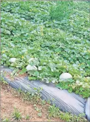  ?? Tony Bone ?? Cantaloupe­s in the field are starting to ripen at Lookout Mountain Farm near Leesburg, Alabama.