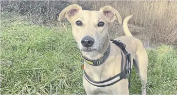  ?? ?? Lurcher Harry, 3, who especially enjoys enriching activities