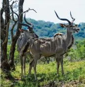  ?? Foto: M. Zehender, dpa ?? Auch Pflanzenfr­es ser können Tollwut übertragen, etwa die große Antilo penart Kudu. Die Tiere sind bei Jagd Touristen äu ßerst beliebt und stellen daher einen Wirtschaft­sfaktor dar.