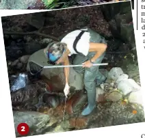  ??  ?? 2
Nell’immagine
1 un gambero di fiume o austropota­mo bius pallipes: la popolazion­e è calata della metà a livello europeo in dieci anni. Nella foto
2 Maria Cristina Bruno durante l’attività nei fiumi