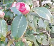  ??  ?? THE DAMAGE ON THIS CAMELLIA WASN’T CAUSED BY COLD WEATHER. (SPECIAL TO THE DEMOCRAT-GAZETTE)