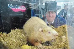  ?? DOUG BALL
THE CANADIAN PRESS ?? South Bruce Peninsula Mayor Garry Michi looks at Wiarton Willie during the annual Groundhog Day event in Wiarton on Thursday.