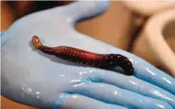  ??  ?? PLOEMEUR: An employee of Aquastream company presents a marine worm, in Ploemeur, western France. — AFP photos