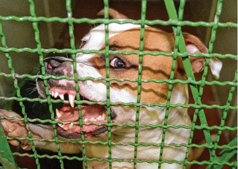  ?? Symbolfoto: Rolf Rick, dpa ?? Bedrohlich fletscht dieser Pitbull Rüde die Zähne. In der Region sind Beißattack­en durch Hunde eher selten. Experten betonen, wie groß die Rolle der jeweilige Besitzer für das Verhalten ihres Hundes ist.