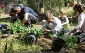  ??  ?? Les pitchouns mettent la main à la pâte pour planter les herbes aromatique­s.