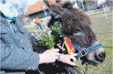  ?? FOTO: SVEN HOPPE/DPA ?? Esel „Leni“hat beim Freiluft-Gottesdien­st in Tutzing die tragende Rolle des Palmesels übernommen.