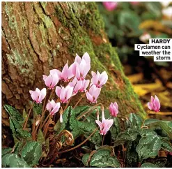  ?? ?? HARdY Cyclamen can weather the storm