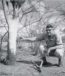  ??  ?? 1962 Tussen Alldays en Maasstroom is die veld so kaal en dor dat die beeste selfs die bas van bome af vreet, beduie mnr. D.D.Roets, ’n organiseer­der van die Transvaals­e Landbou-unie (vandag TLU SA).