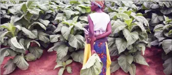  ??  ?? GOLDEN LEAF . . . More than three million people In Zimbabwe depend on the tobacco industry for their livelihood­s, hence Government’s decision to support the sector. File ph0to