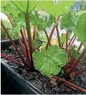  ??  ?? Rhubarb is best planted during the cooler months of spring and autumn as it can struggle to establish in the heat of summer.