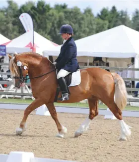  ??  ?? Former show cob stallion Pentrefeli­n Sorento works well to his linedancin­g music freestyle to bring home a win for Lewene Ennett