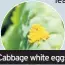  ??  ?? Cabbage white eggs