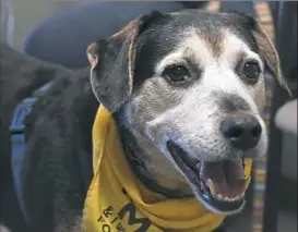  ?? Darrell Sapp/Post-Gazette ?? Phelix, 12, a hound/shepherd mix, sat in on the Animal Law Conference on Wednesday at the Pennsylvan­ia Bar Institute Profession­al Developmen­t Conference Center in Downtown.