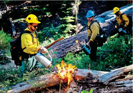  ?? File/ Tribune News Service ?? Firefighte­rs use torches to ignite a prescribed burn to get rid of dead trees and fallen brush in Sequoia National Park.