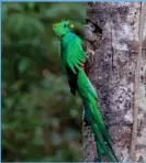  ?? RICARDO MORA ?? El quetzal es una de las aves más bellas del país.