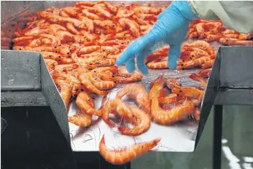  ?? WICHAN CHAROENKIA­TPAKUL ?? Shrimp being sorted for packaging at a Thai Union Group facility.