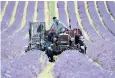  ??  ?? Lavender is harvested in the South Downs