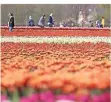  ?? FOTO: DPA ?? Die beliebten Felder in Grevenbroi­ch sind nicht mehr lange bunt: Die Tulpen werden nun geköpft.