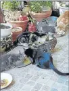  ??  ?? Dans le jardin d’une bénévole, nombreux chats à adopter