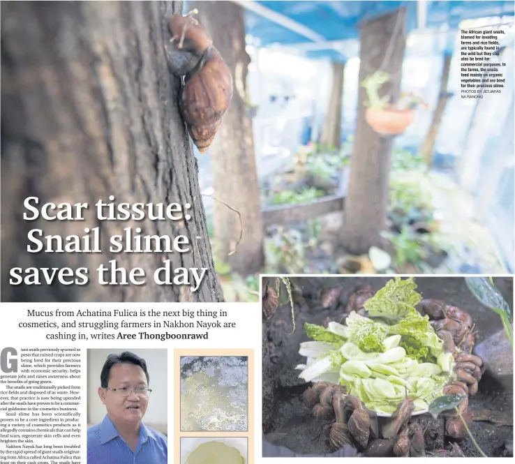  ?? PHOTOS BY JETJARAS NA RANONG ?? The African giant snails, blamed for invading farms and rice fields, are typically found in the wild but they can also be bred for commercial purposes. In the farms, the snails feed mainly on organic vegetables and are bred for their precious slime.