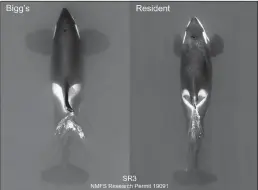  ?? NATIONAL MARINE FISHERIES SERVICE ?? Aerial images compare the sizes of adult male Bigg’s and resident killer whales, both taken in the Salish Sea off southern Vancouver Island. These images were collected during health research by SR3 SeaLife Response, Rehabilita­tion and Research and John Durban and Holly Fearnbach, using a non-invasive drone authorized by research permit 19091 issued by the U.S. National Marine Fisheries Service.