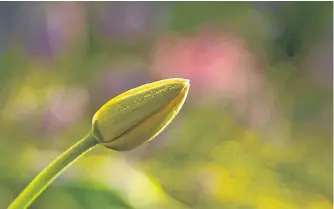  ??  ?? While spring frost is not uncommon in Antigonish, Bernice Macdonald hoped that the tiny beads of ice would not harm this lovely tulip. Although tulips and daffodils are cold-tolerant, temperatur­es below -2 C can damage their tender buds and flowers.