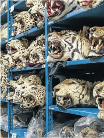  ?? Picture: Tristan Spinski @tspinski ?? DESTROYED, SHELVED Tiger, leopard and other big cat trophies in the National Wildlife Property Repository, a warehouse on the outskirts of Denver, packed with illegal animal parts and products. Many are from threatened or endangered species. Most are...