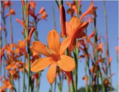  ?? Photo: Tony Dold ?? Watsonia flowers.