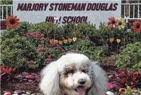  ?? PHOTOS BY SAÚL MARTINEZ FOR USA TODAY ?? River, a mini Bernedoodl­e, was one of several therapy dogs called to duty at Stoneman in the heartbreak­ing early days after the massacre. She was just a puppy then, and Haneski later adopted her.