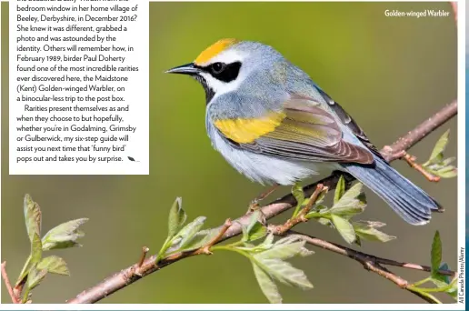  ??  ?? Golden-winged Warbler