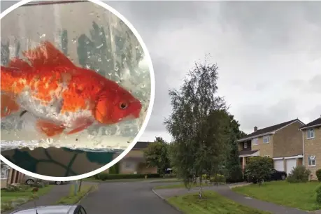  ??  ?? A goldfish was discovered on the doorstep of a house in Buttercros­s Lane, Cheltenham
Pictures: RSPCA/GOOGLE Street View