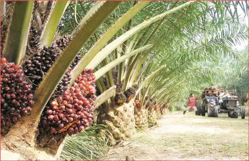  ??  ?? Oil Palm Plantation