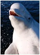  ??  ?? Magnificen­t: Some 40 whale-watchers, assembled on the banks of the Thames, see Benny break the surface yesterday. Above: A little boy enjoys a close-up, of the gleaming beluga