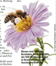  ?? ?? Bienen sind wichtige Bestäuber. Doch die Hälfte der 500 Wildbienen­arten in Deutschlan­d ist vom Aussterben bedroht.