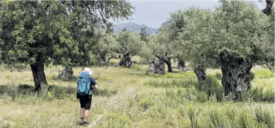  ?? Foto: dpa ?? Aus der spanischen Küche und Kulturland­schaft sind Olivenbäum­e nicht wegzudenke­n.